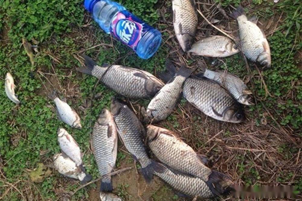 传统野钓技巧巧用抖灰面钓法专攻春季大鲫鱼