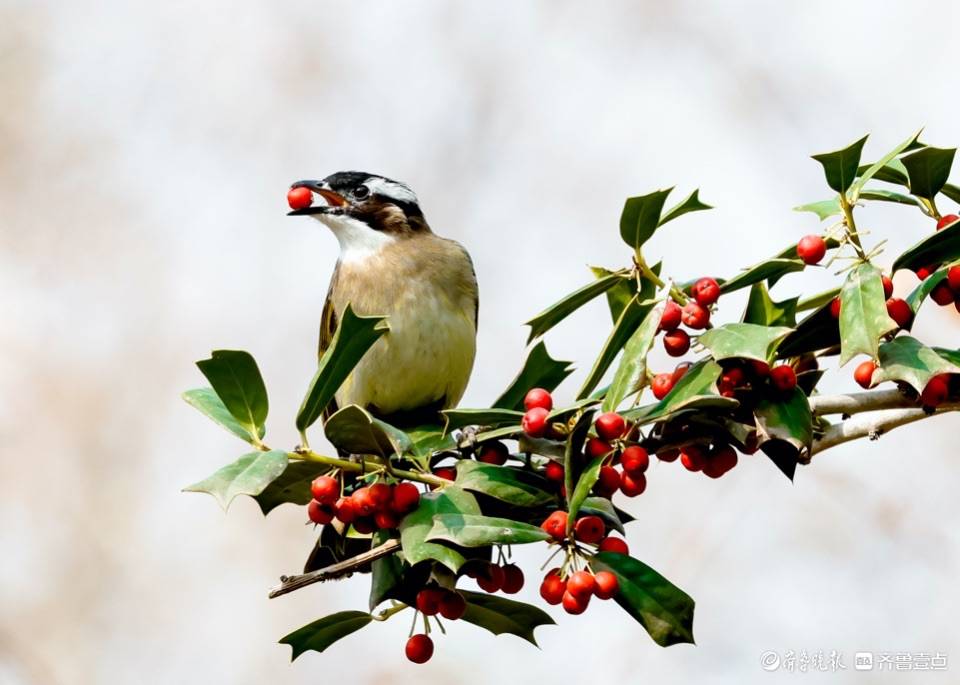 趵突泉公园树上的小红果成了白耳鹎鸟的美食