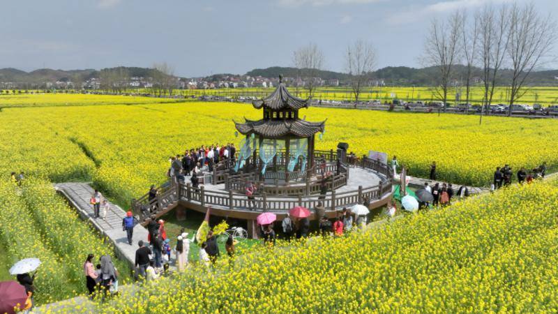 唱响大地欢歌湖南信息学院师生歌舞助力茶陵油菜花节