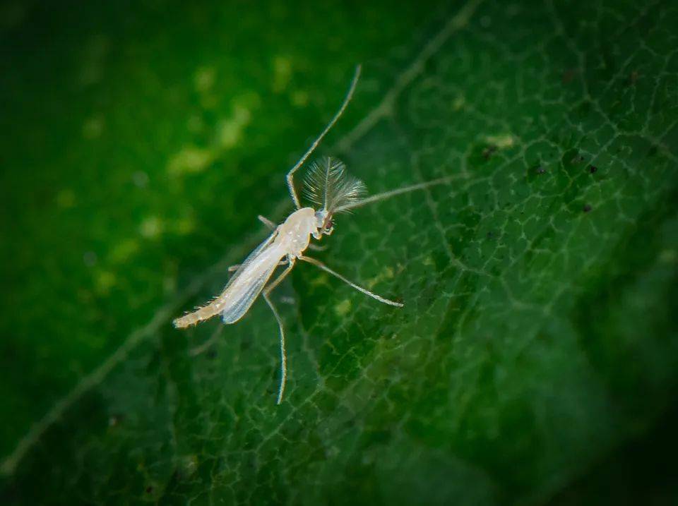 新物种2台州学院齐鑫团队摇蚊研究又有新发现