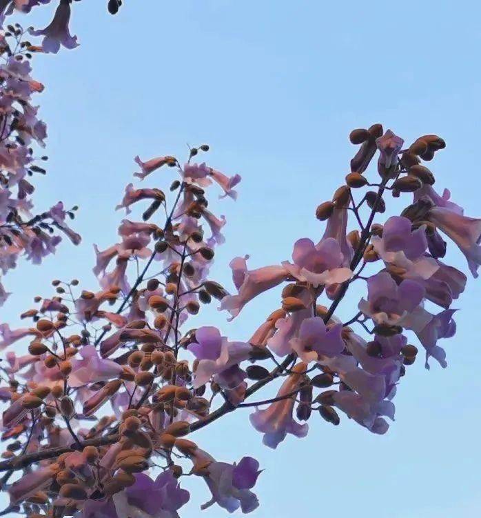 岳干业_杏树_杨树_桃树