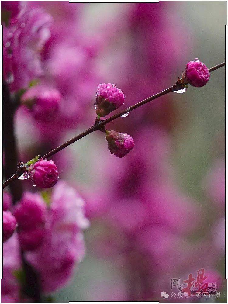 雨中花朵唯美图片大全图片