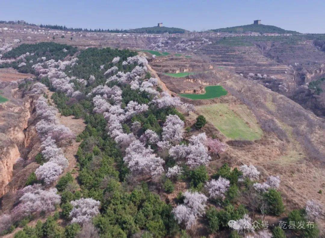 视频乾县杏花烂漫绽放春意盎然满城香