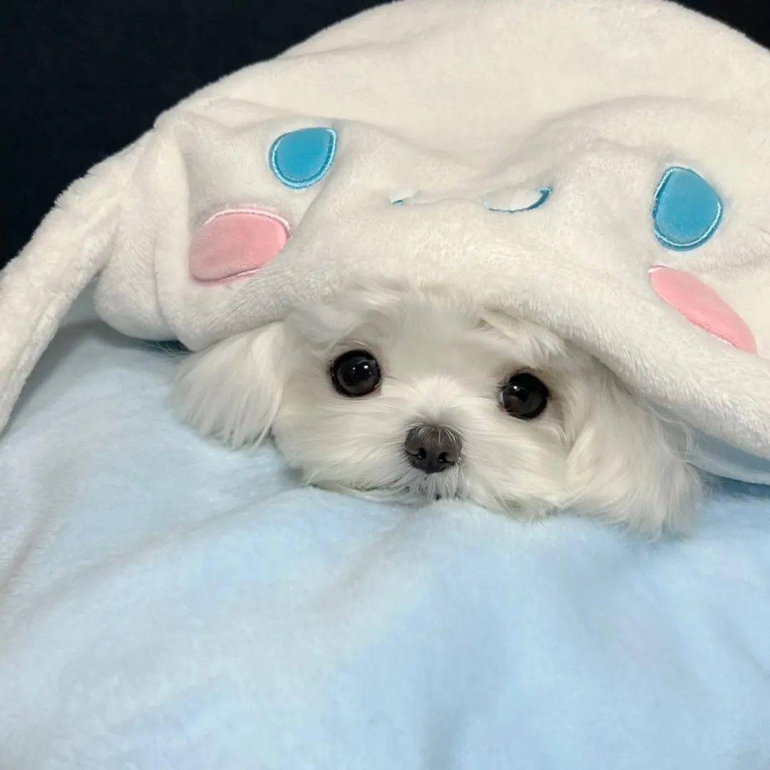 头像|恋恋不忘的高级头像