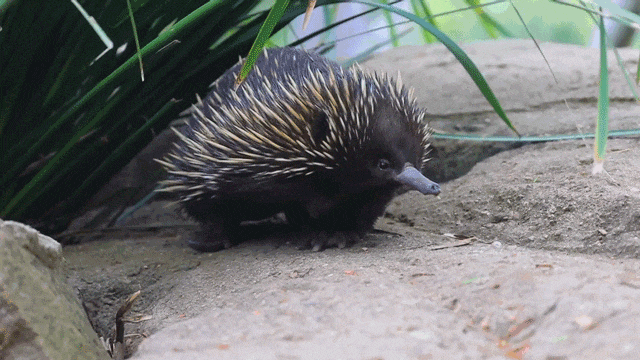 线上展览丨澳大利亚的珍稀动物