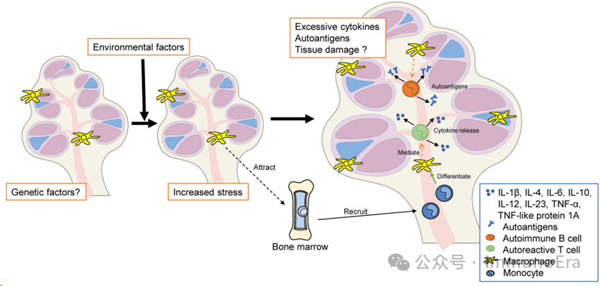 100种自身免疫性疾病简介1