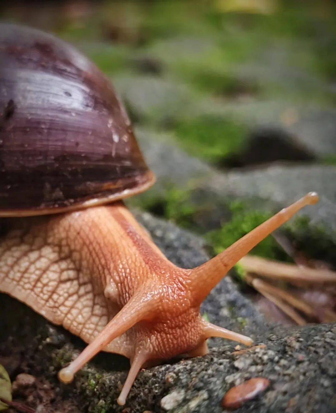 动物:陆龟,蜥蜴,暹罗鳄,玉米锦蛇等;大型哺乳动物:雪狐,赤狐,雪貂等