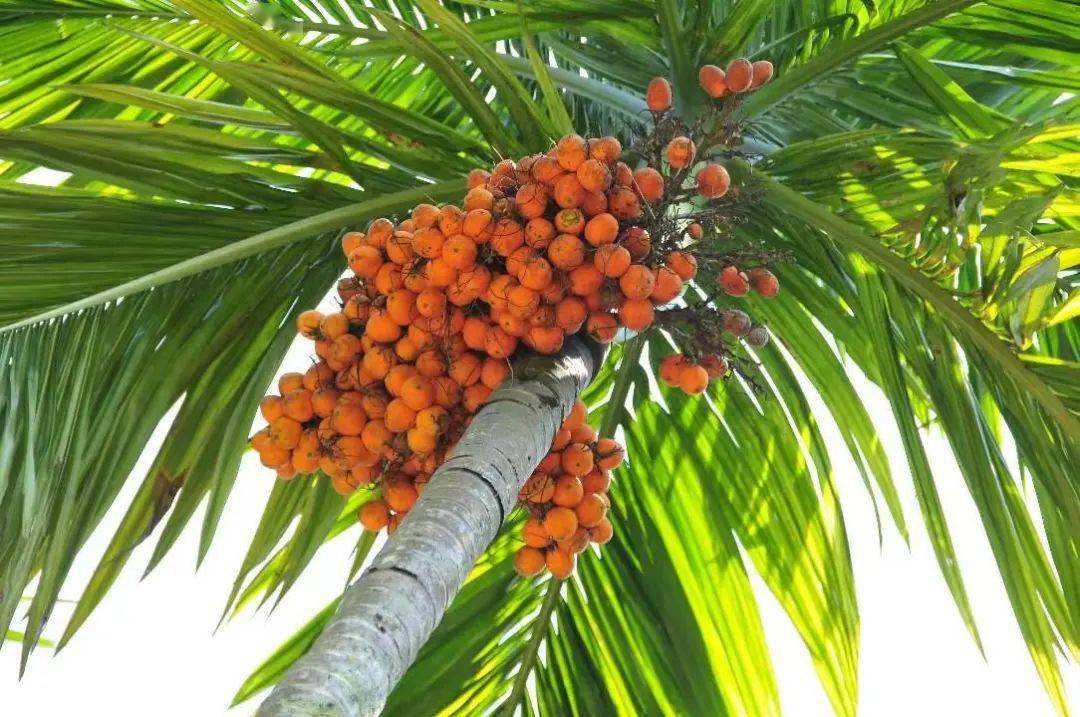 首次被认定毒品我国仍有6000万人对这种水果上瘾