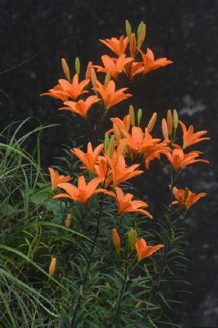 极为稀少浙江发现新品种百合花