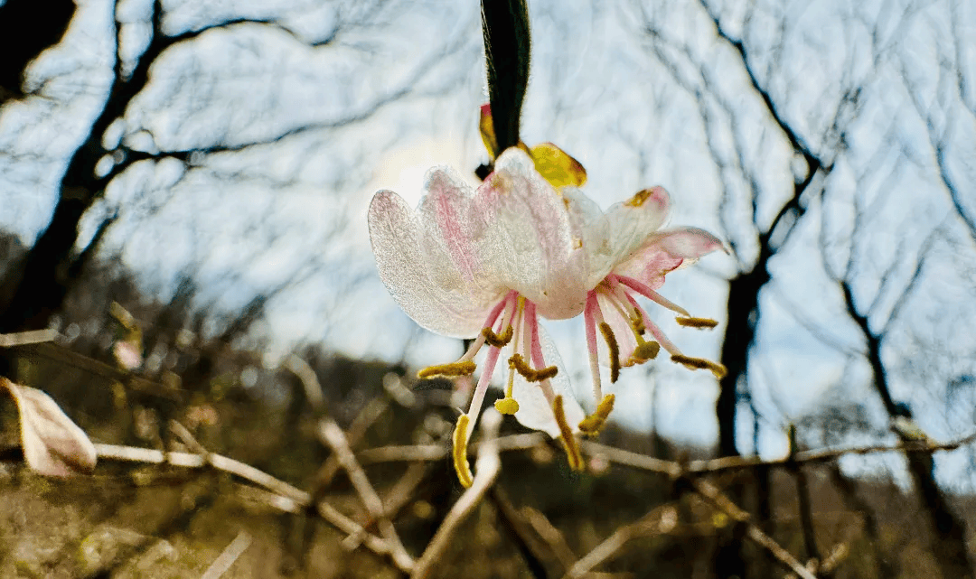 濒危极其珍贵我市云台山又发现
