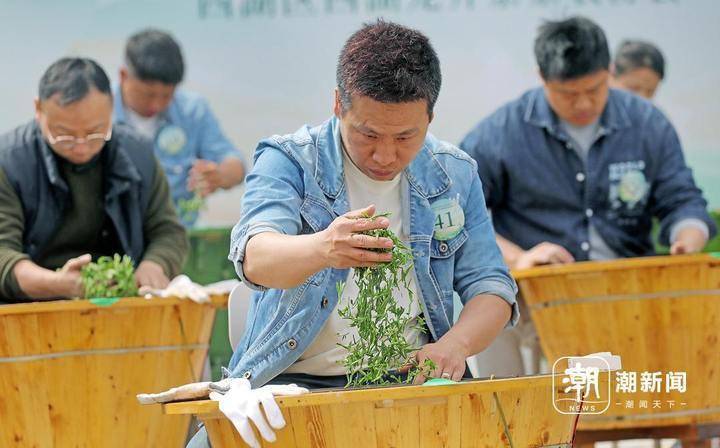 茶乡传承人争当炒茶王