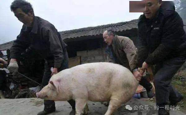 路遥:卖猪_娃娃_公家_肥猪