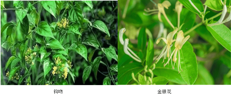 钩吻又称山砒霜,胡蔓藤,大茶药等,是常绿木质藤本植物.