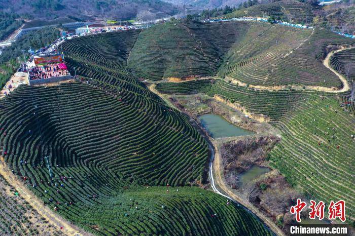 河南光山:春到茶山采茶忙