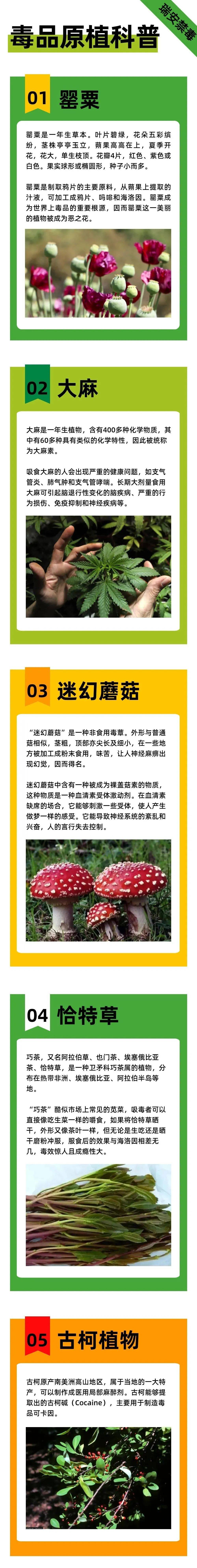 毒品花罂粟花图片