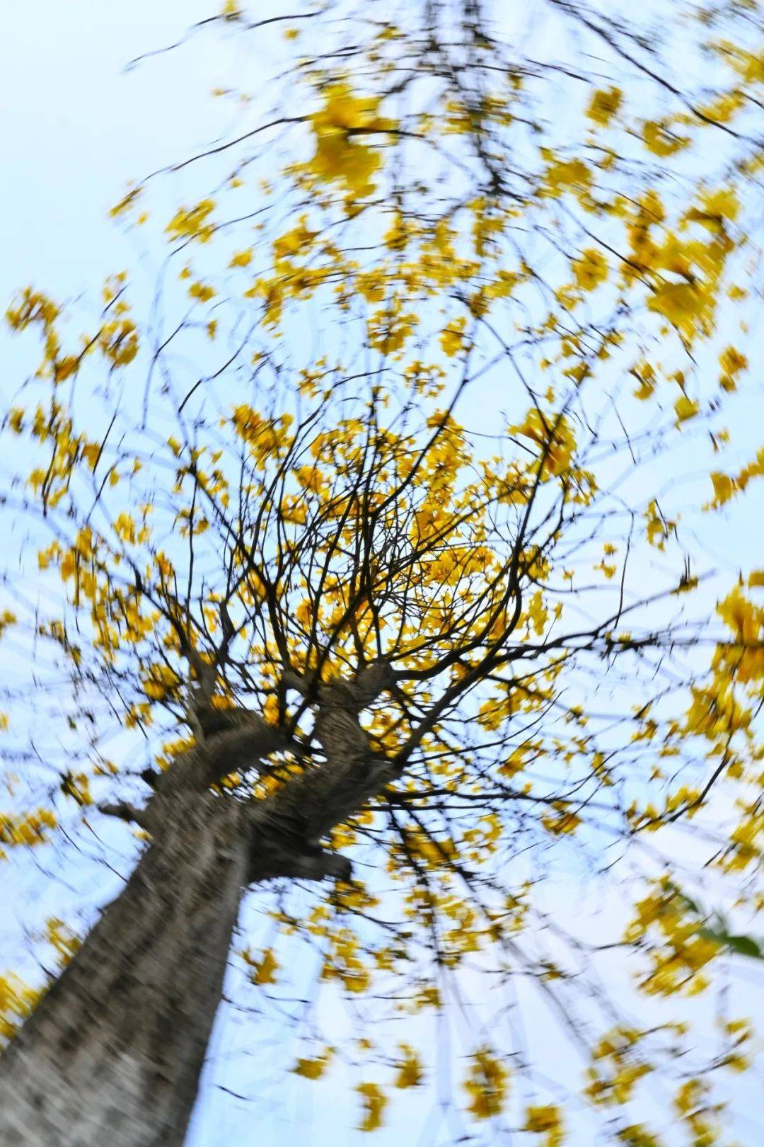 春日心声系列①美好的春天心灵偶尔也会感冒