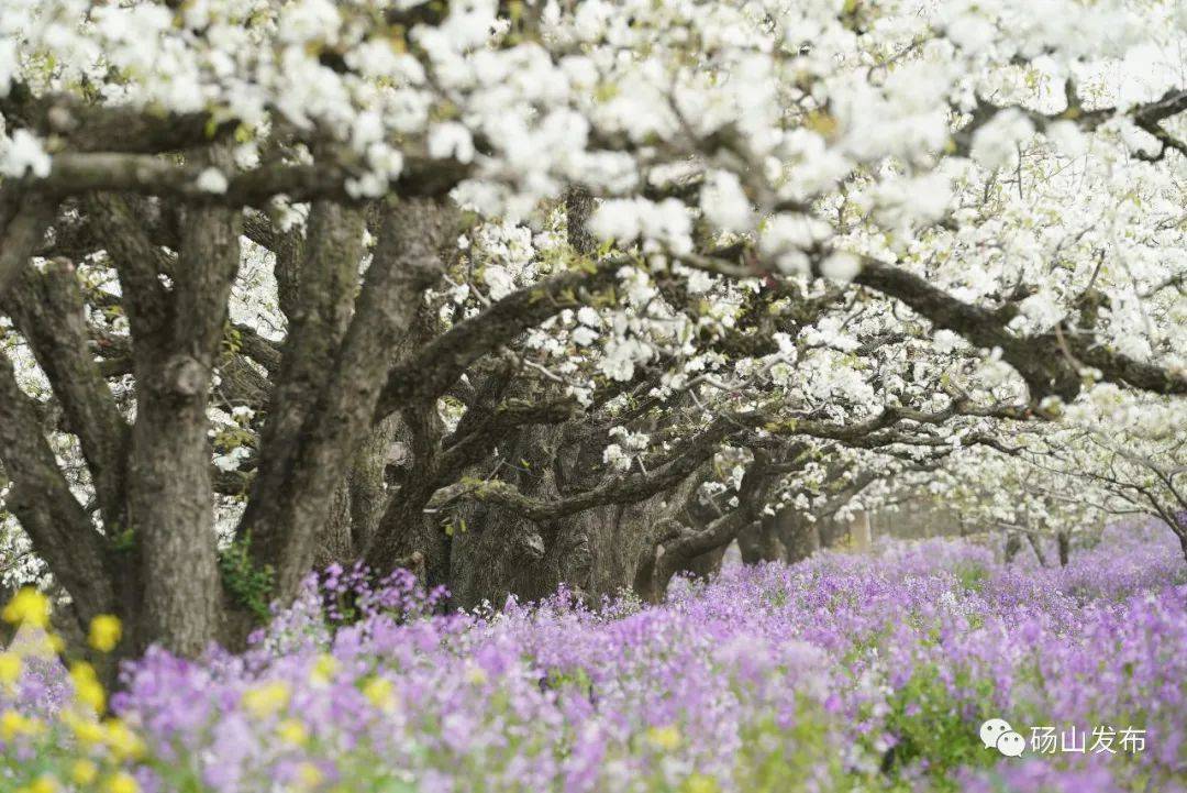 砀山梨花节介绍图片