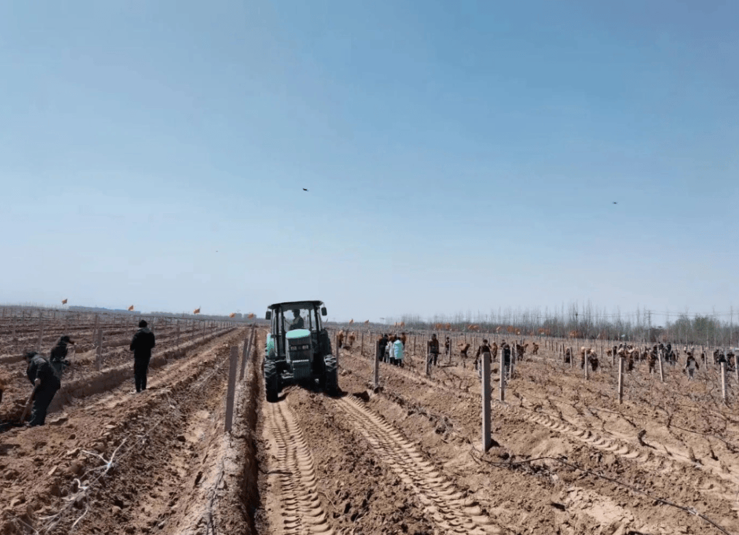 【100.6|聚焦】银川市27万亩酿酒葡萄迎春展藤啦!___