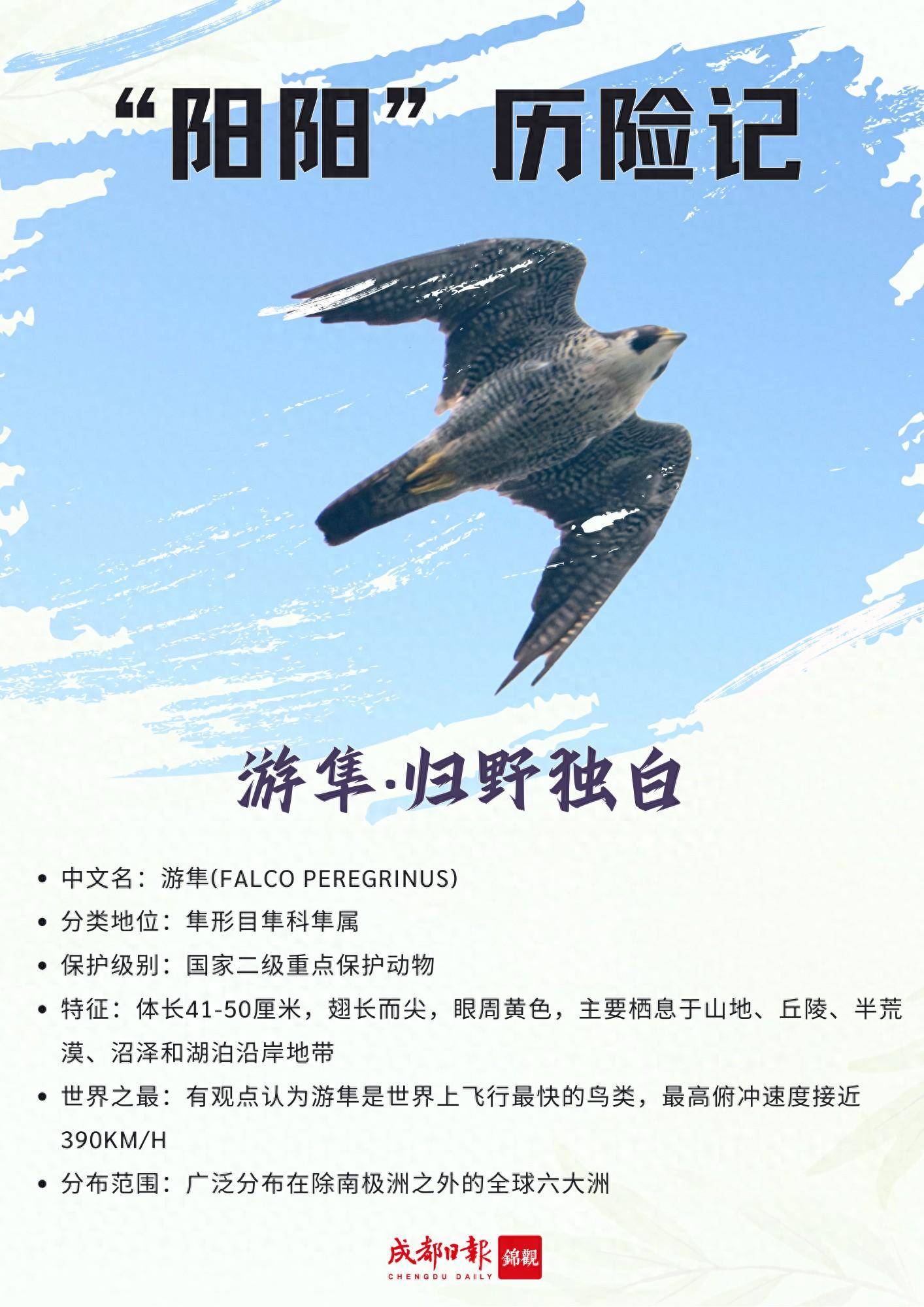 现场,成都大熊猫繁育研究基地研究员阙品甲介绍了成都救护放归的游隼"