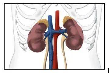 随意服中草药当心肾损害