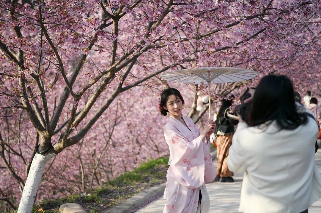 央视直播春暖花开的中国走进永嘉温州樱花园