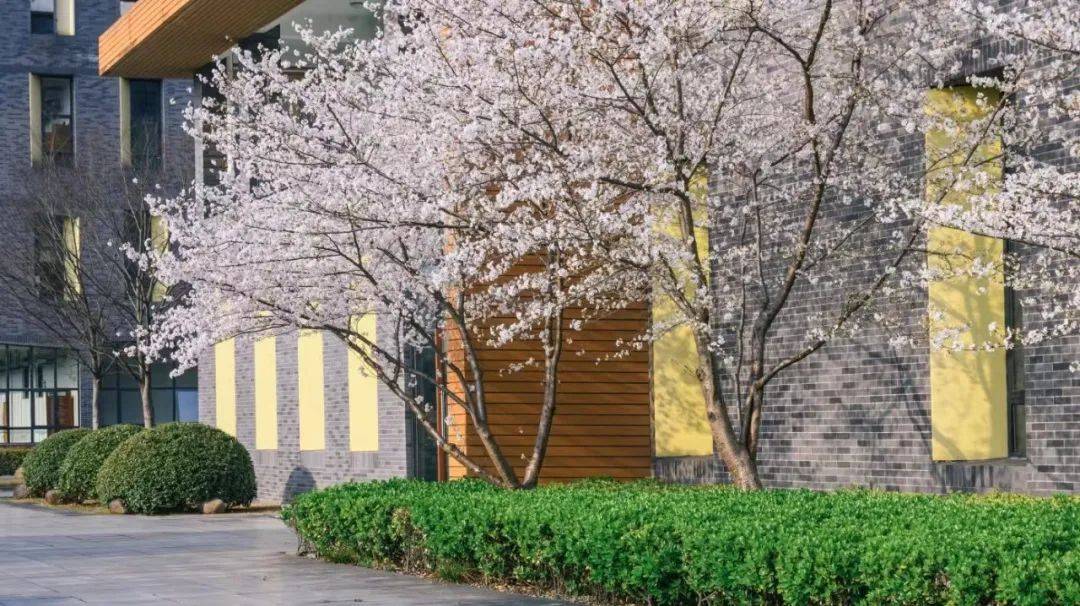 又被你美到了,我的科大!_樱花_微风_大学生