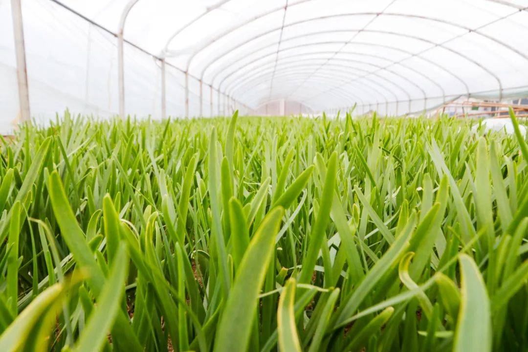 座谈会后,单县杨楼镇一行到辖区韭菜种植园区对"独根红""长白"韭菜