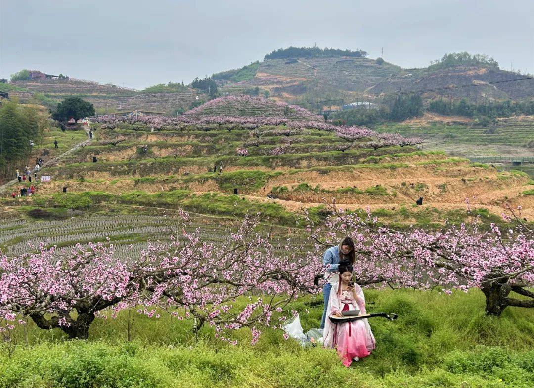 桃花节在际面村浪漫开启~_古田县_程雨凝_宁德
