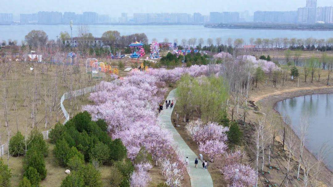 3月26日,一场春雨过后,晋阳湖公园桃花岛上空气清新,桃花"争开不待叶"
