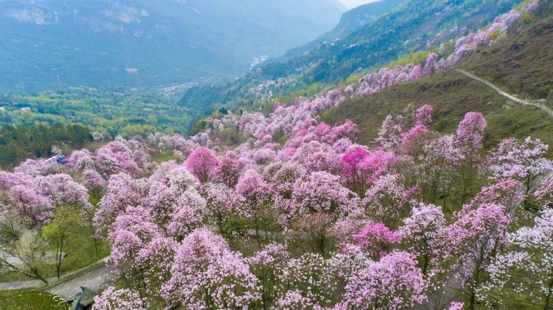 九皇山花溪景售票处>乘坐观光车(赏花入园处>南门>景区内赏花>西门