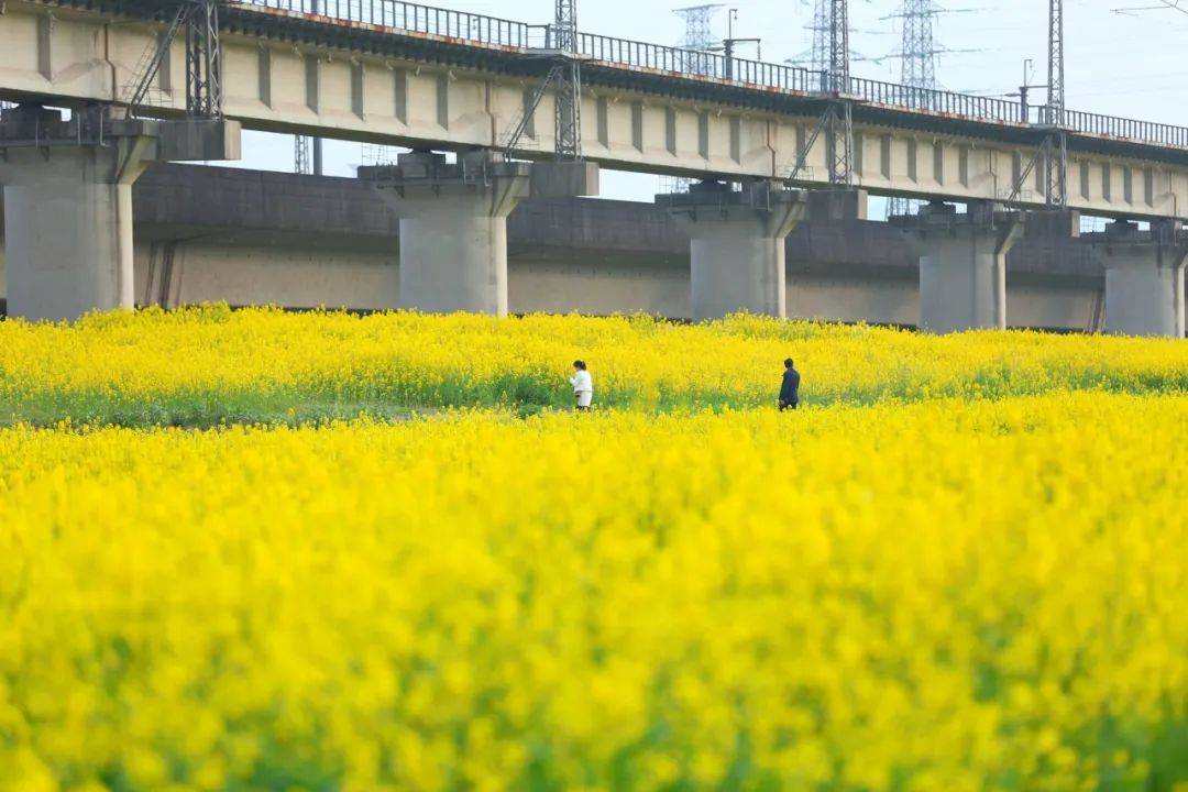 无需门票!宁波城区附近这片油菜花田开了,避开人潮私享乡野春色