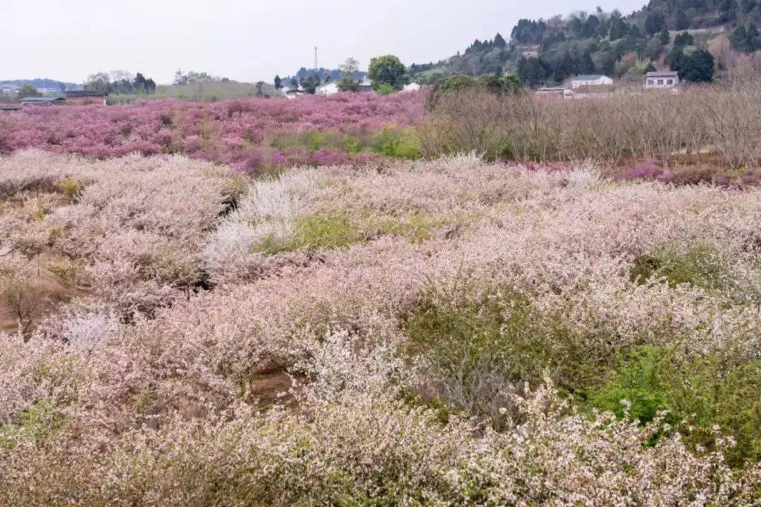 仁寿曲江樱花节是好久图片