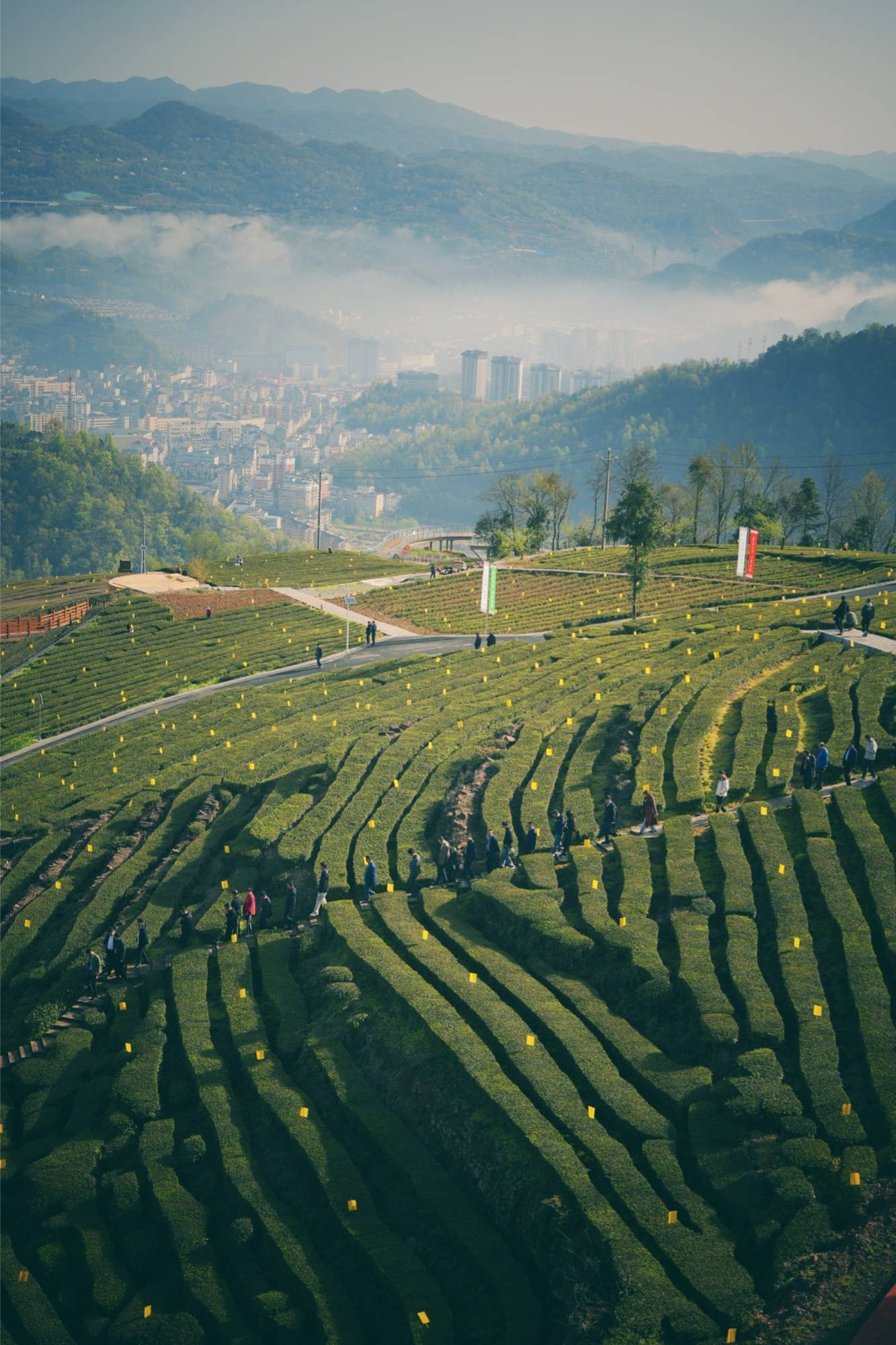 茶香四溢结硕果湖北五峰茗动春天