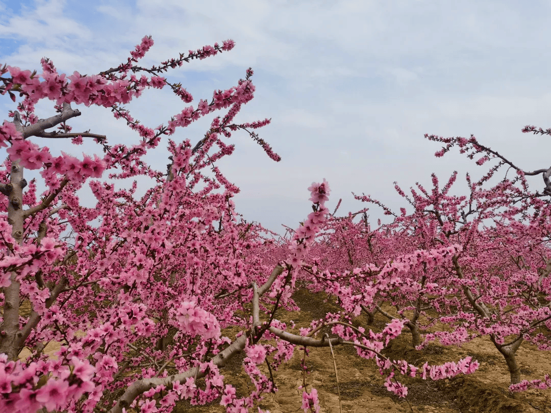 粉海超出片郑州北黄河滩万亩桃花盛开现场图