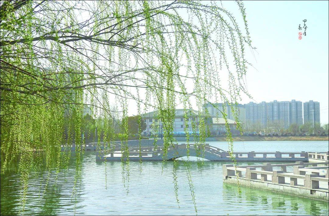 春游江淮砀山等您来,春日美景,上新!_梨花_县委宣传部