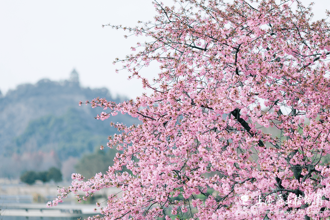 季节,登上山顶,可以一览植物园的春日繁花,尤其最近的顶流——樱花