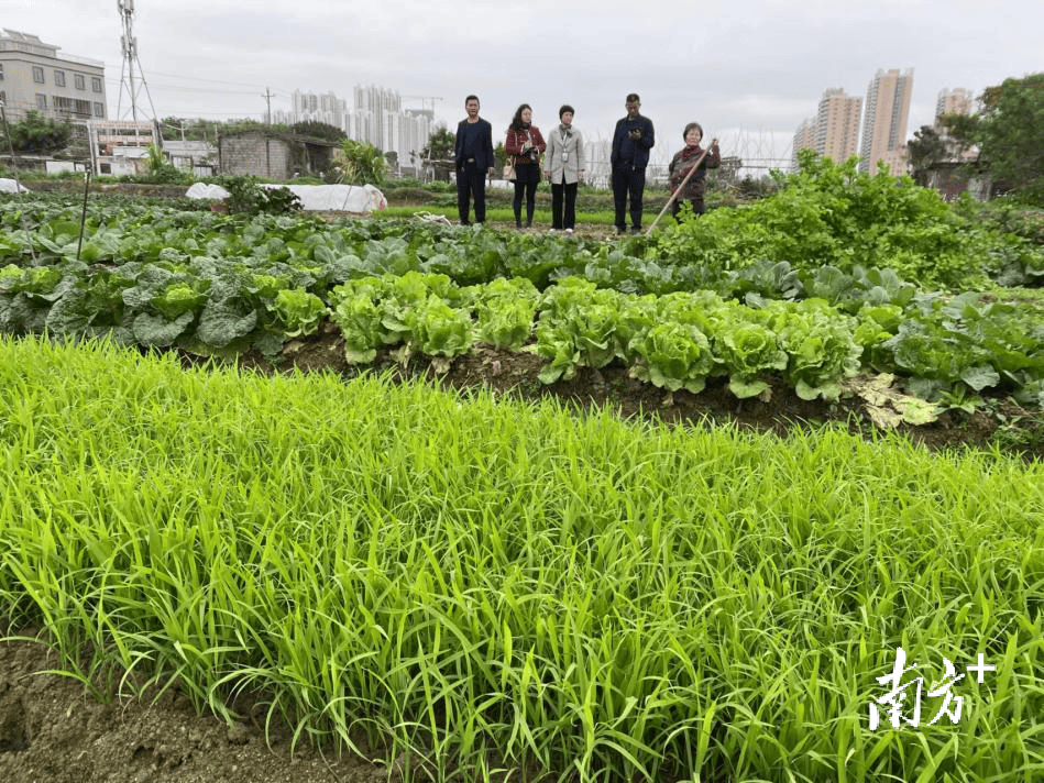 饶平县纪委监委深入田间地头监督保障春耕生产