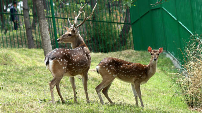 崇明惊现伤人"暴躁鹿",最新进展:已麻醉去角,乖巧地待在动物园_梅花鹿