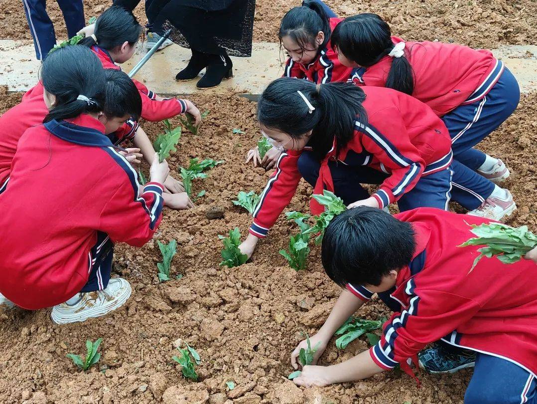 老师们讲授劳动技巧,以身示范,带领学生锄地松土,清理菜地,通过捡石头