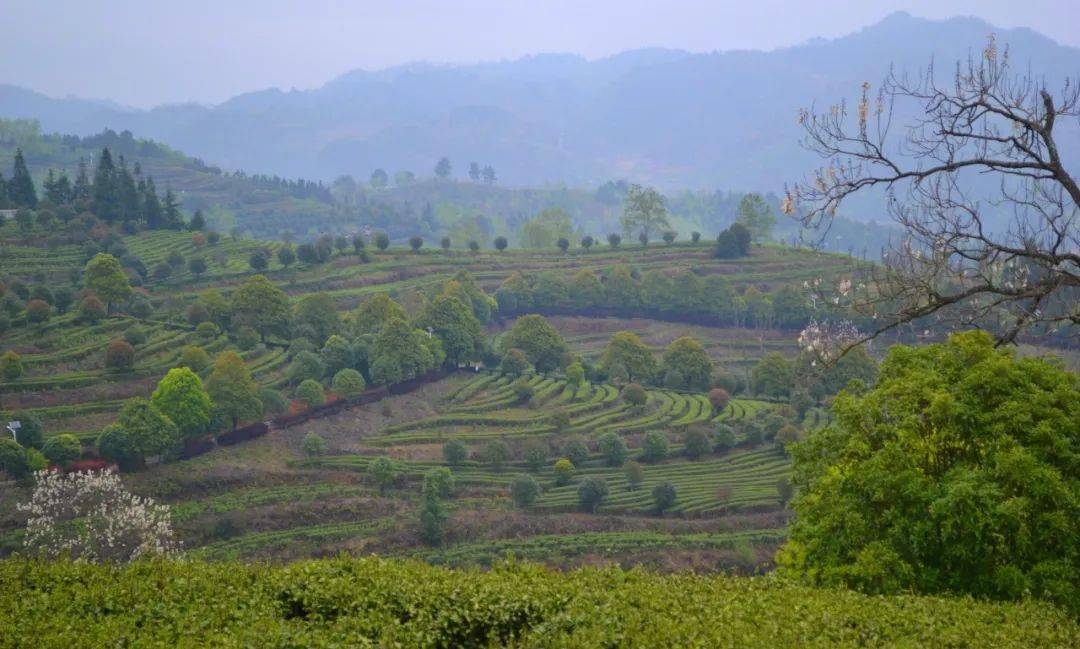 活动报名生态坝羊幸福茶乡欢迎你走进100个美丽乡村第39站紫云坝羊新