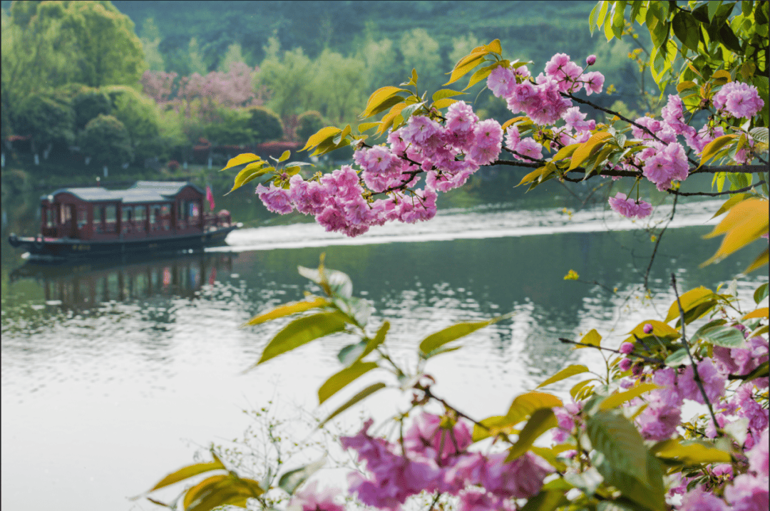 重庆园博园樱花大道图片