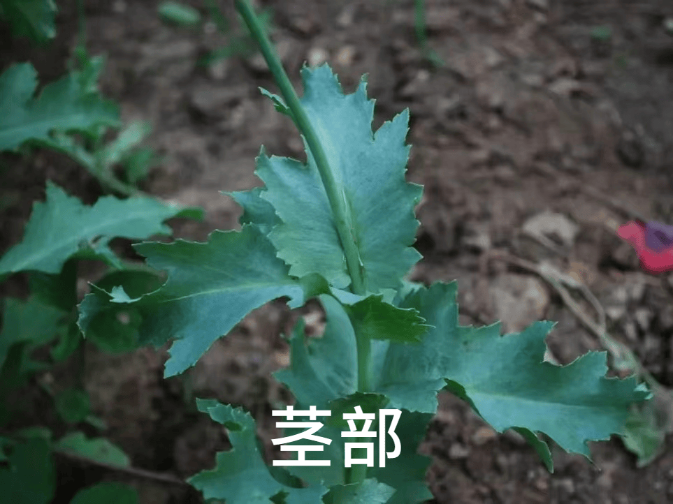 罂粟叶子有什么功效图片