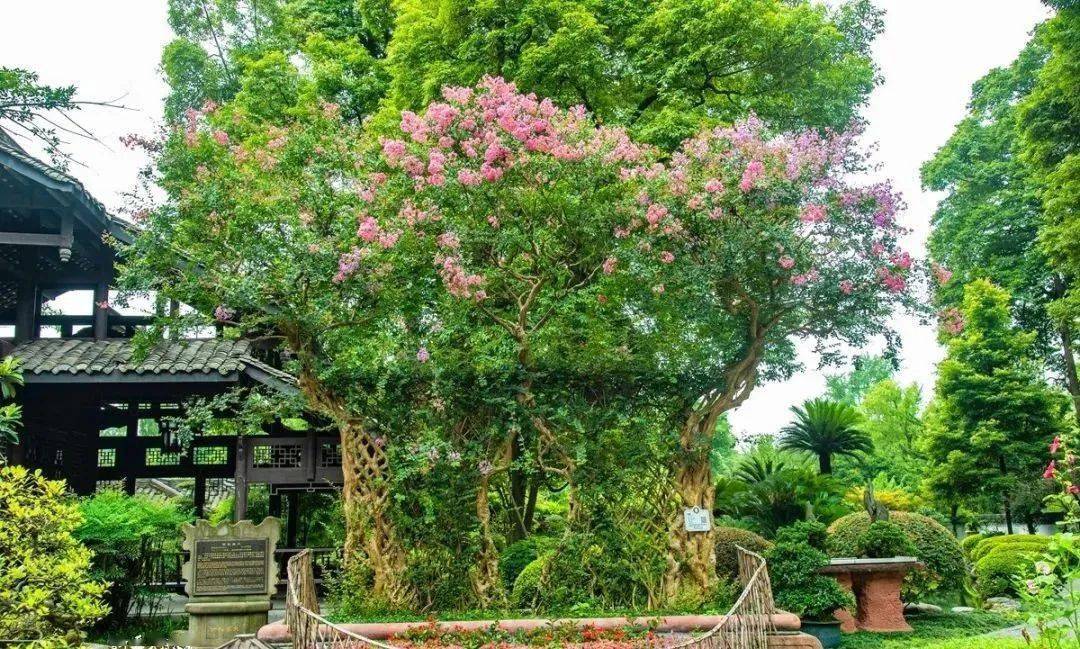 园中有紫薇花瓶,紫薇屏风,经二三百年培育而成,独具匠心,其中一株古