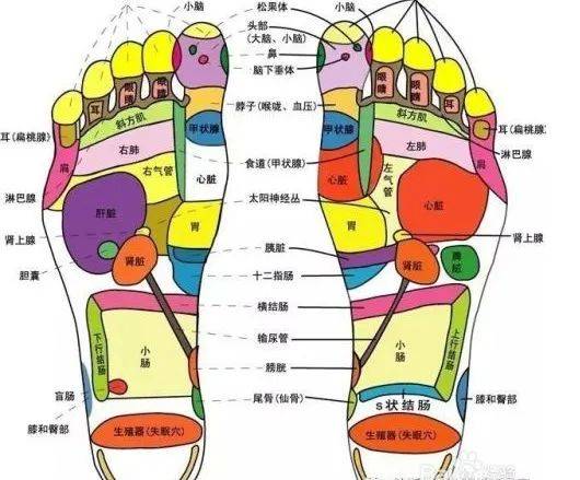 脚部位名称分布图图片