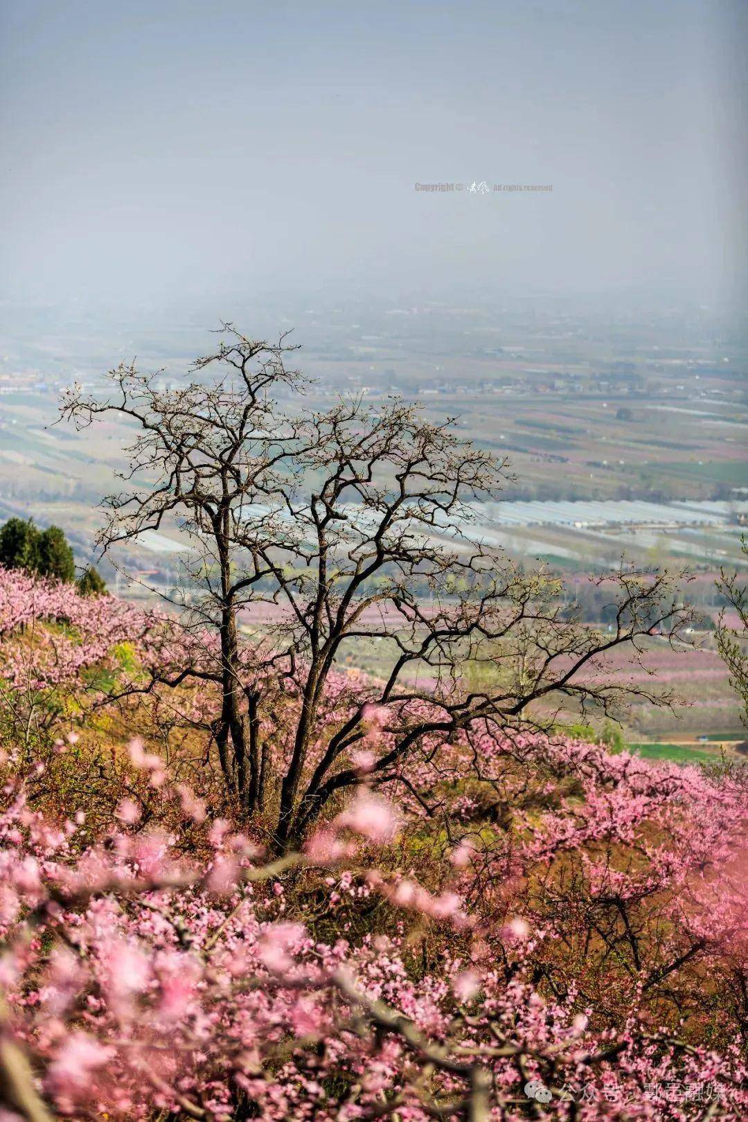 鄠邑柳泉桃花节即将开启与您一起桃醉春天里