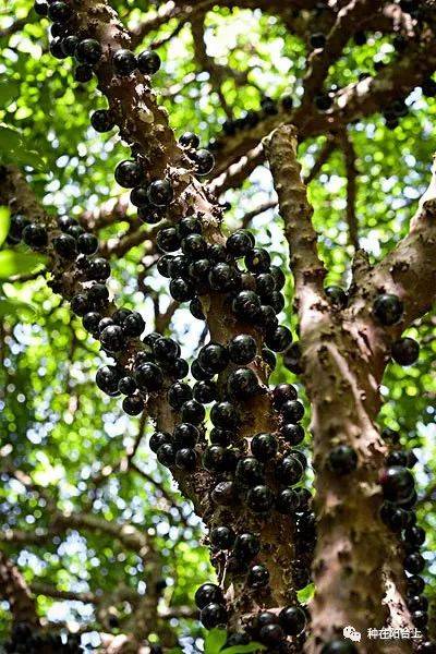 嘉宝_繁殖_结果