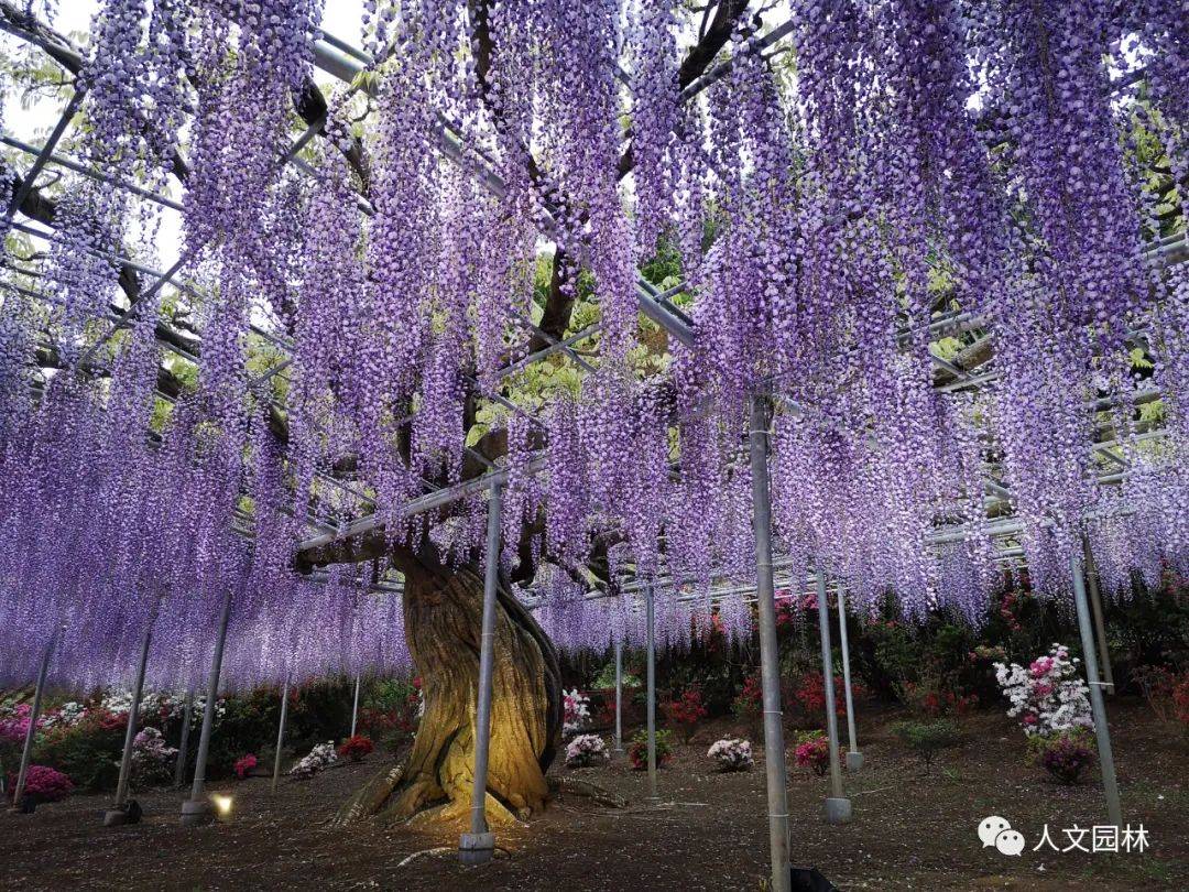人文花展紫藤品种之九尺藤