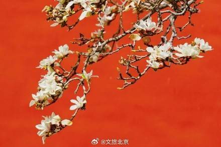 美!天坛斋宫玉兰花映红墙