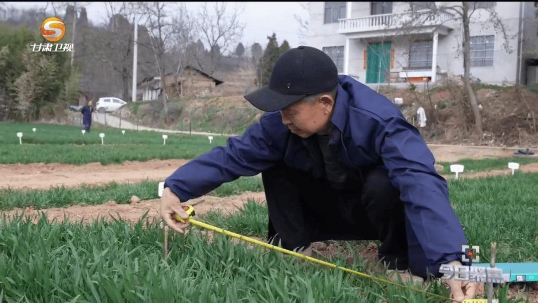 今日聚焦麦田里的守望