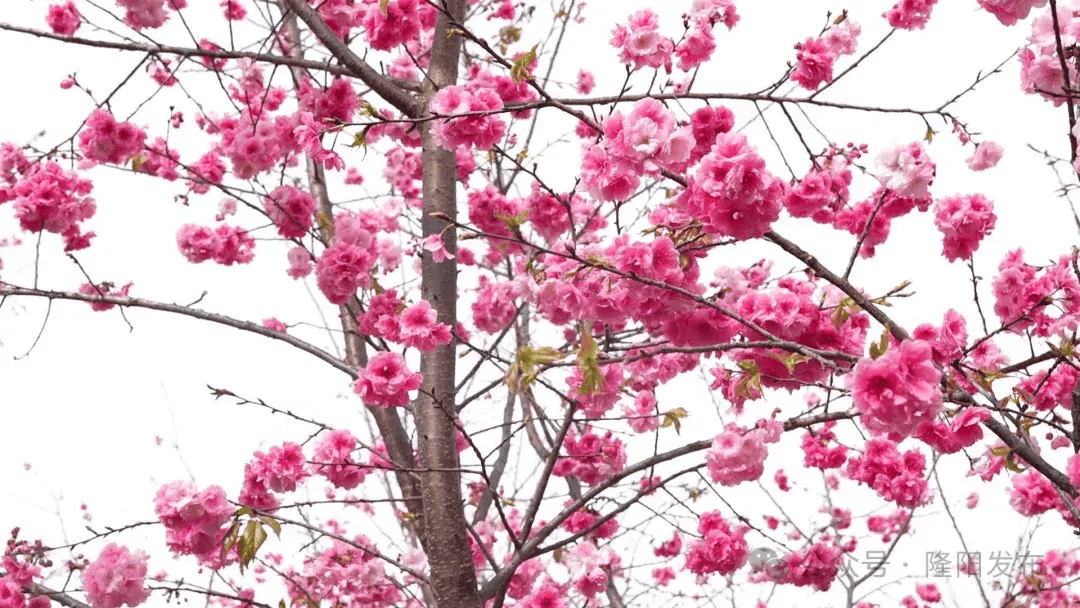 保山市东山森林公园32000多株樱花开了